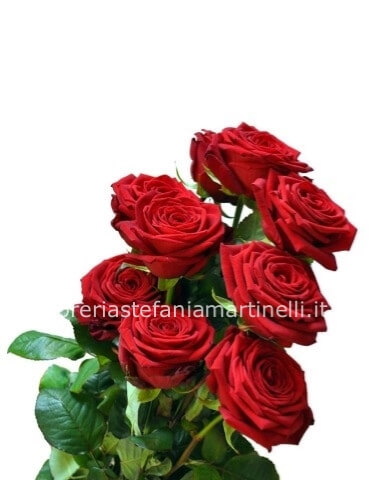 Rose rosse extra a partire da 7 steli