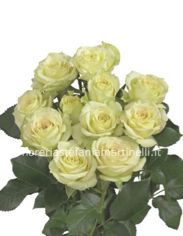 Rose bianche extra a partire da 7 steli