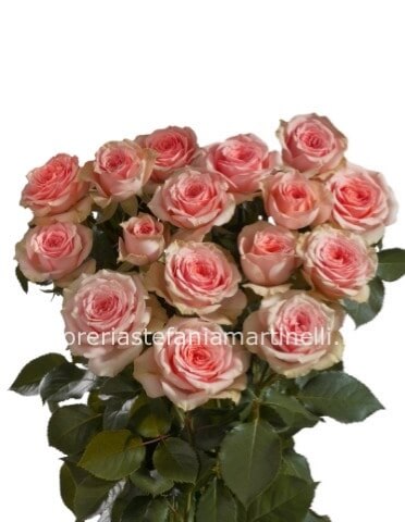 Rose rosa extra a partire da 7 steli