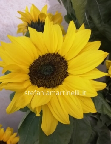 Girasoli